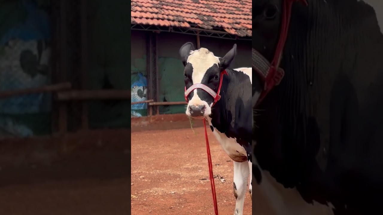 ABS HAMMER ￼💕❤️ #shorts #viral #viralshort #chopradairyfarm #trending