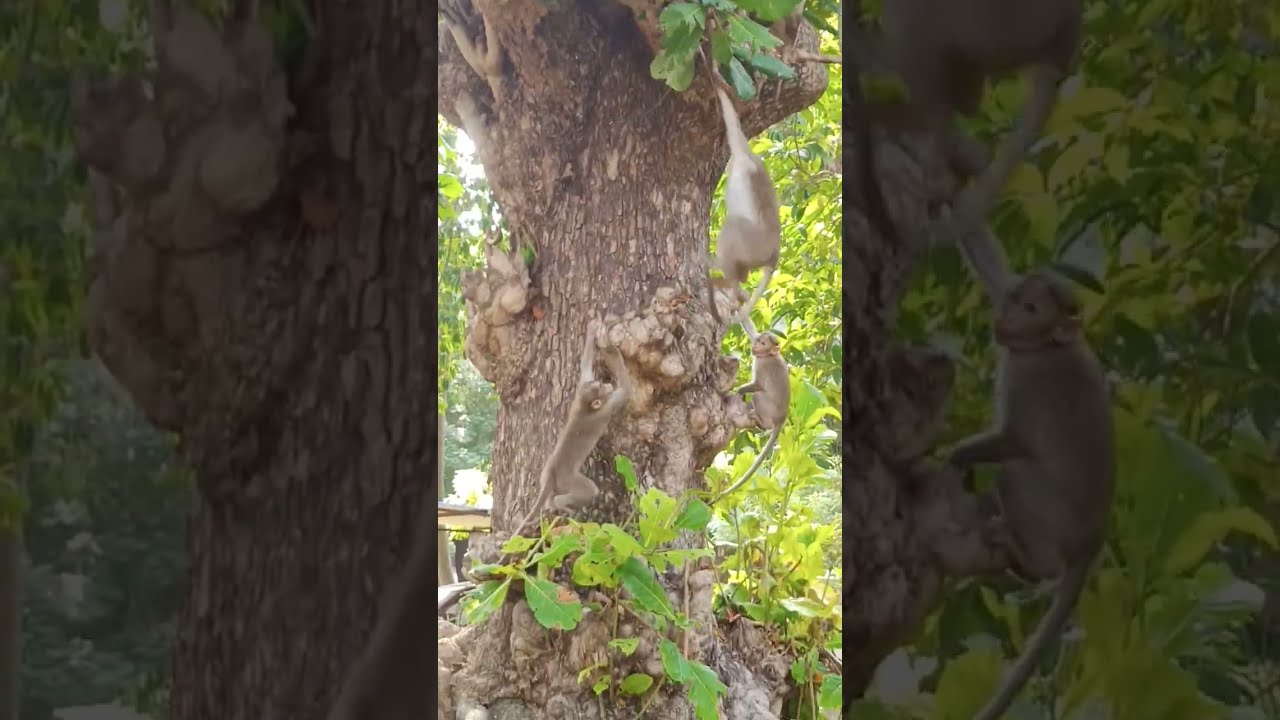Monkey 🐒 in DAE township kalpakkam#viralvideo #trending #nature #naturelovers@sabloolhai