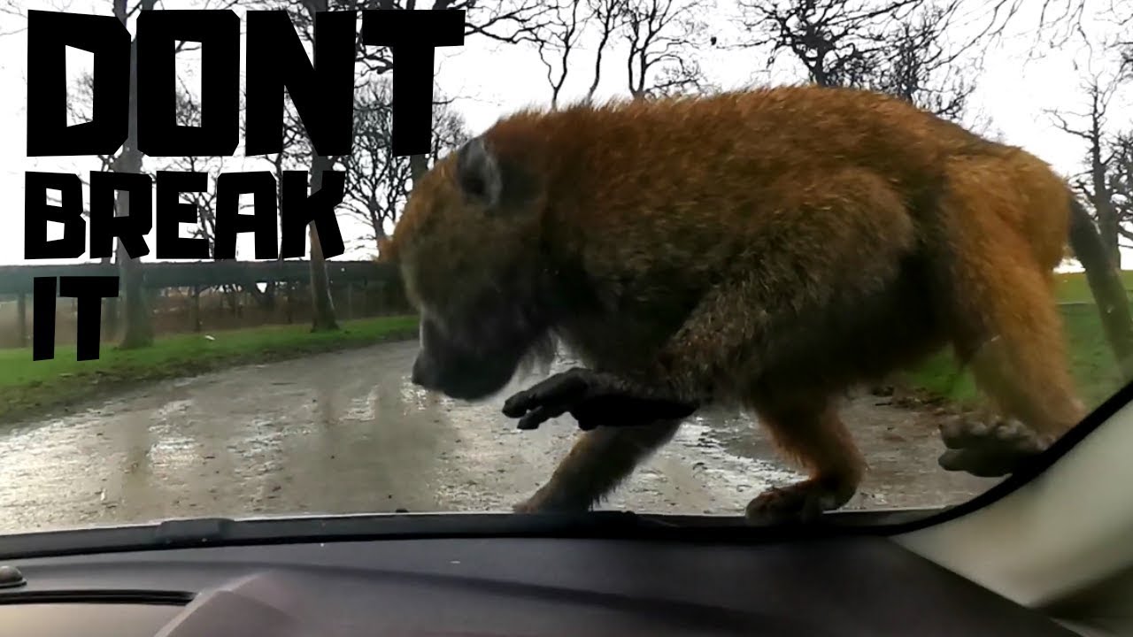 Knowsley Safari Park 2020 || Monkeys All Over My Car