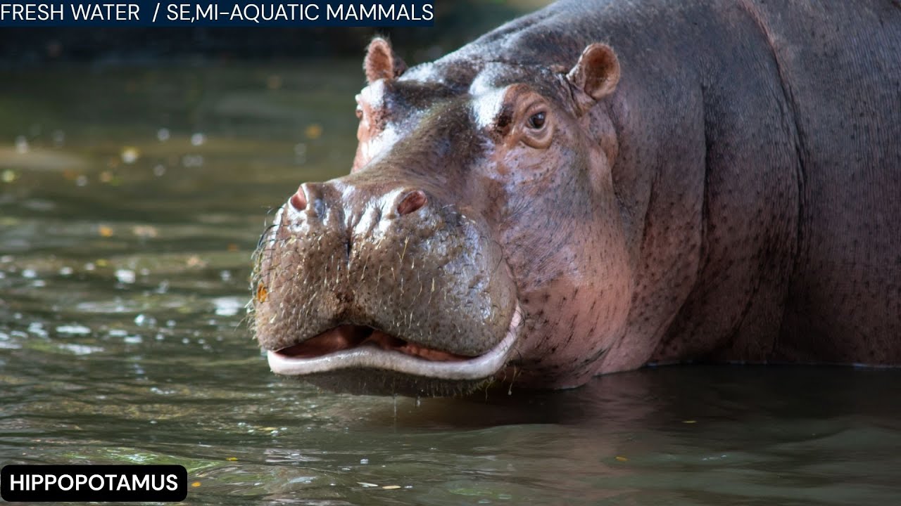 WONDERFUL WATER ANIMALS - PART VII | FRESH WATER  / SEMI-AQUATIC MAMMALS | #baggacreativity |