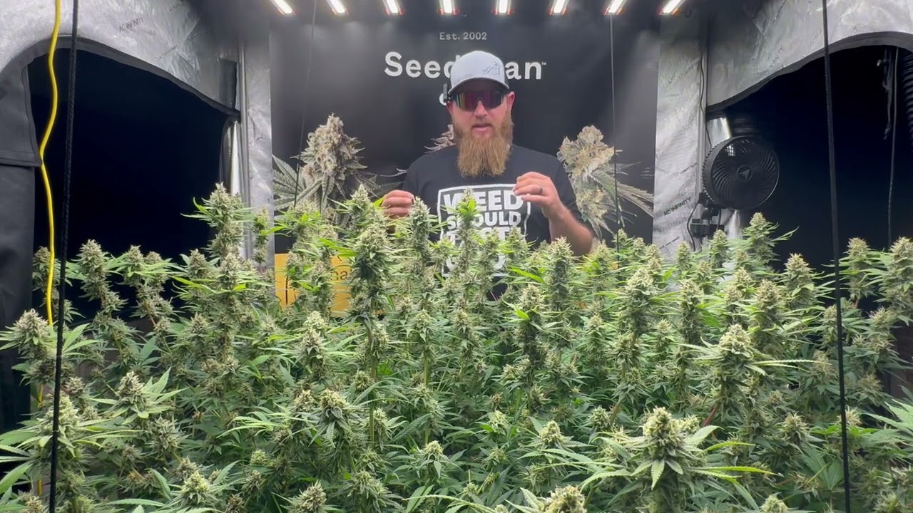 PEYOTE ZKITTLEZ EP14 (Week 8 Flower)