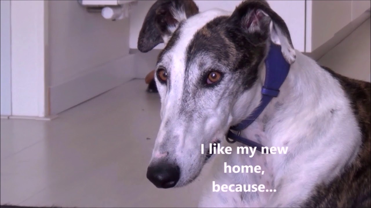 First Day Of Rescued Galgo From Spain In The Netherlands
