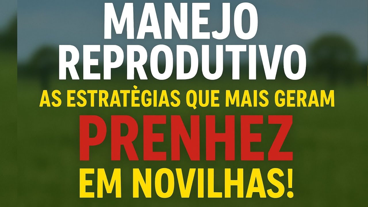 MANEJO REPRODUTIVO: As Estrat&eacute;gias Que Mais Geram Prenhez em Novilhas!