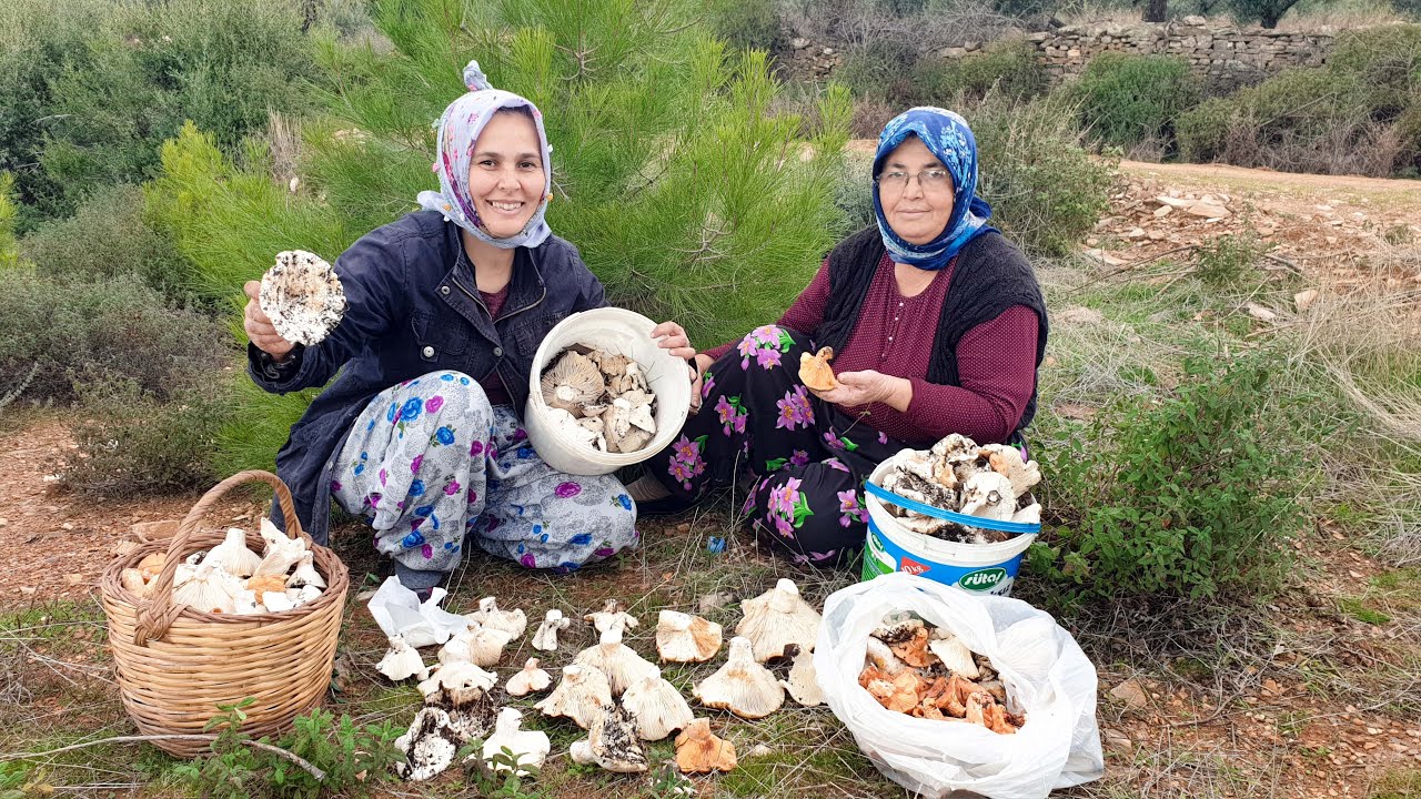 Ormangillerin Sırları: Mantar Toplama Vlogu ve Lezzetin İncelikleri! Kanlıca Mantarı Avı  Köy Hayatı