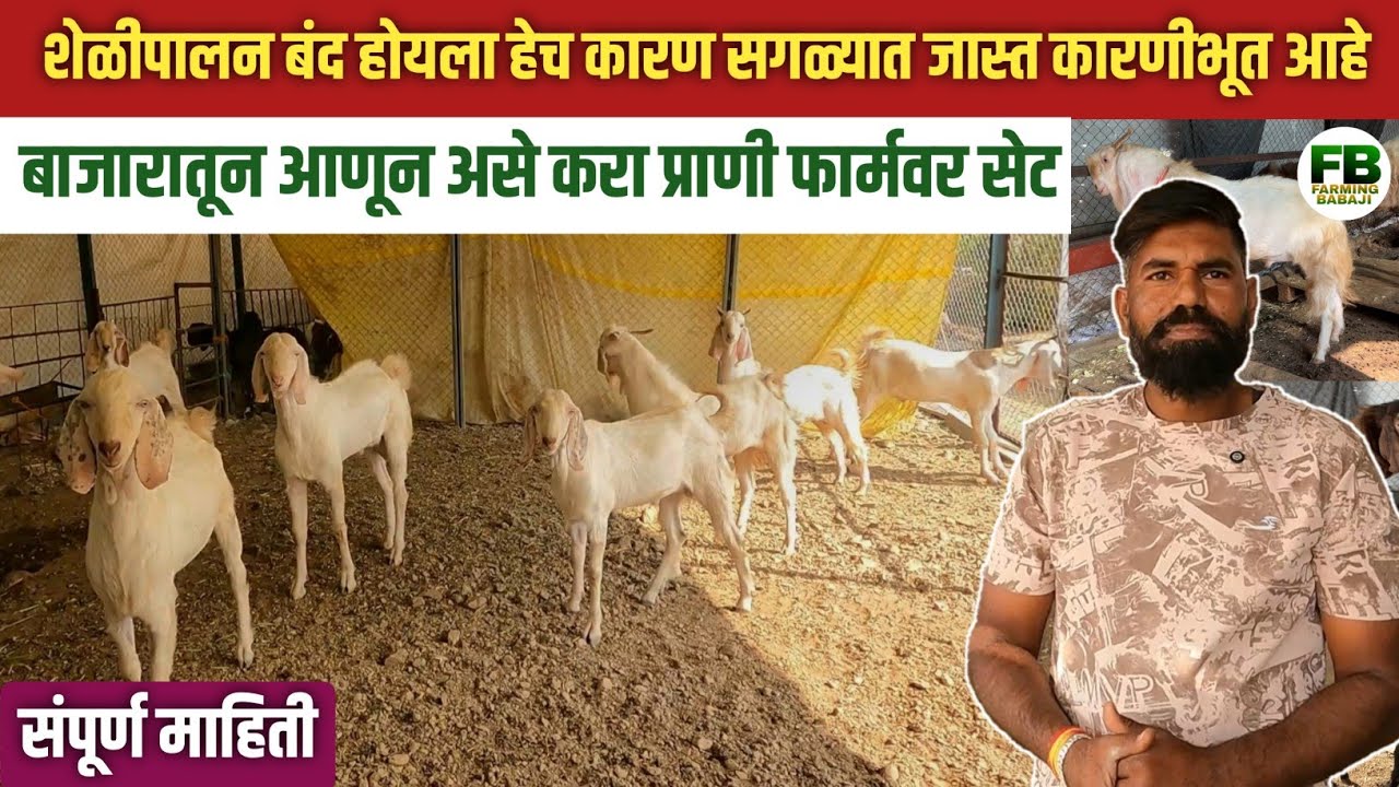 शेळी, बोकड बाजारातून आणून फार्मवर सेट कसे करावे? | Sheli palan in maharashtra | Bokad palan vyavsay 