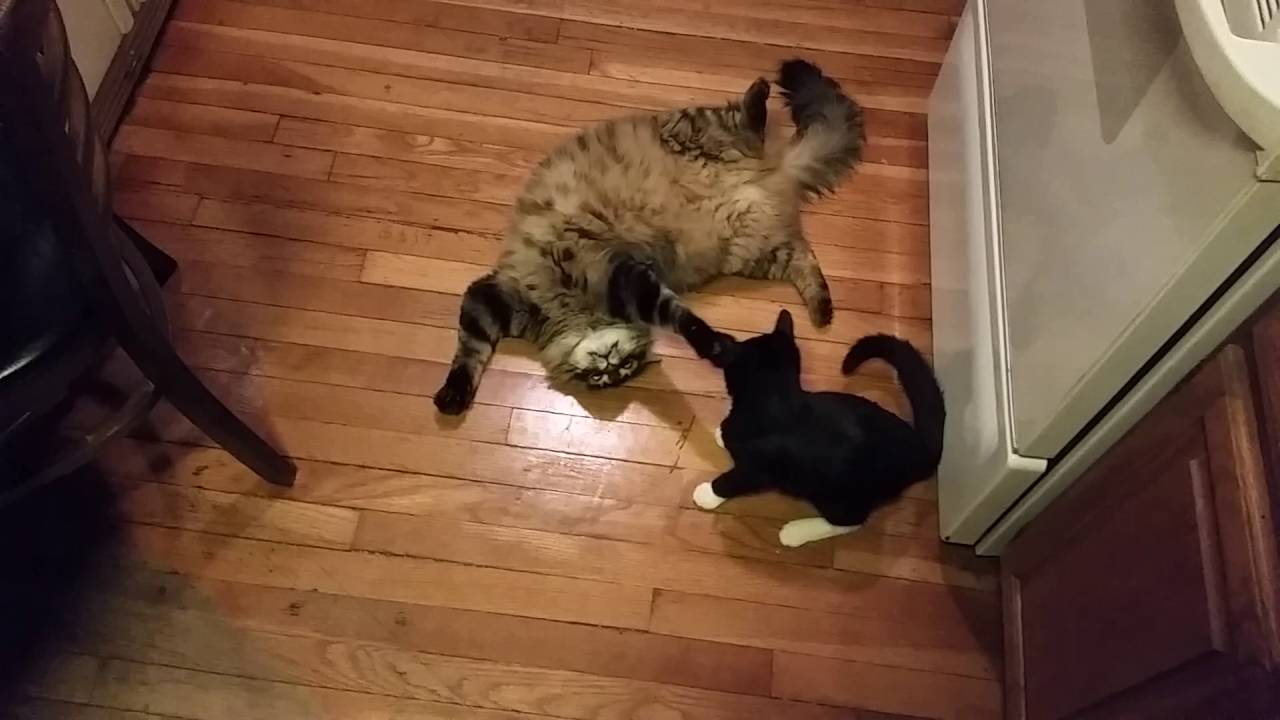 Kitchen Playtime