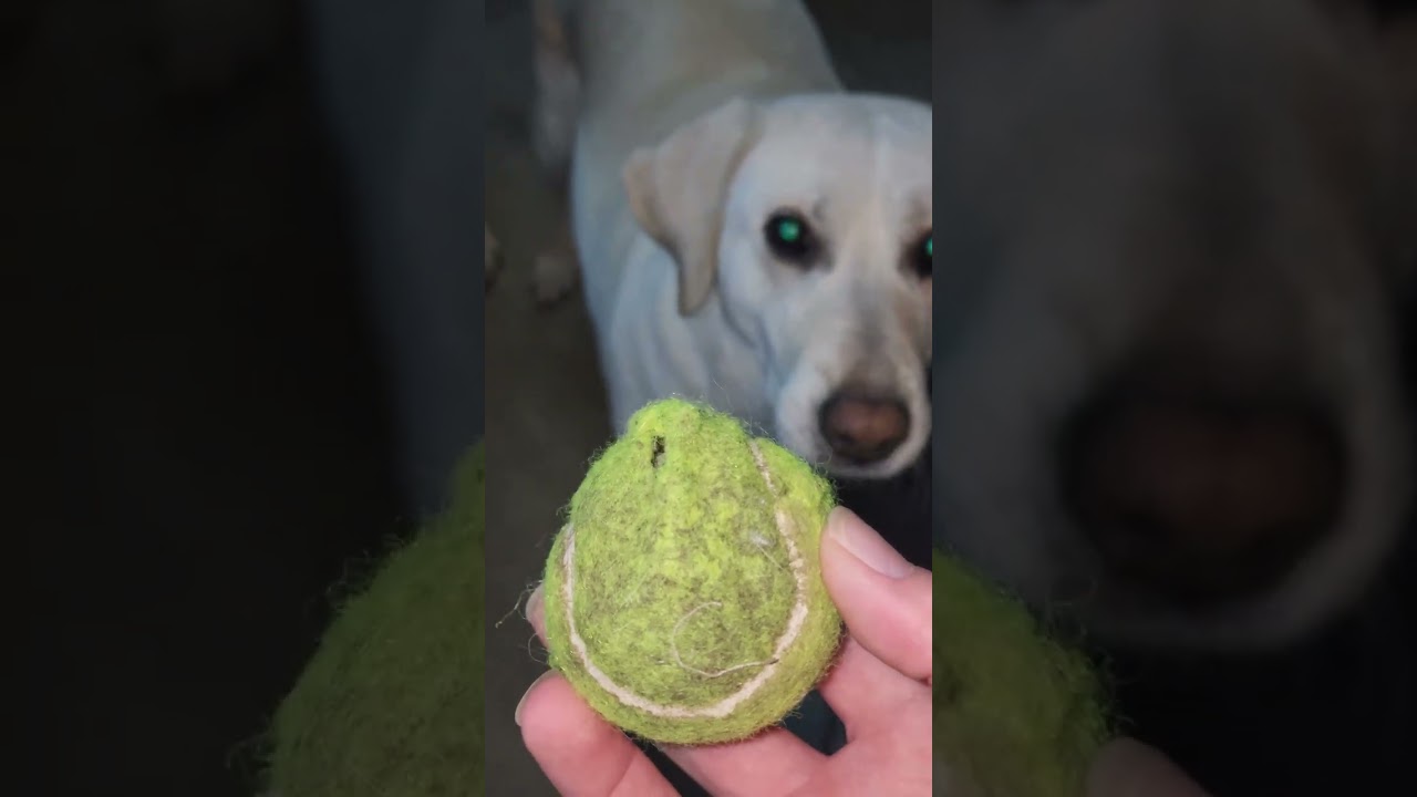 Echo the hybrid puppy. 