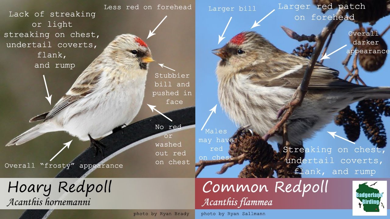 ID Tips: Hoary Redpoll vs. Common Redpoll