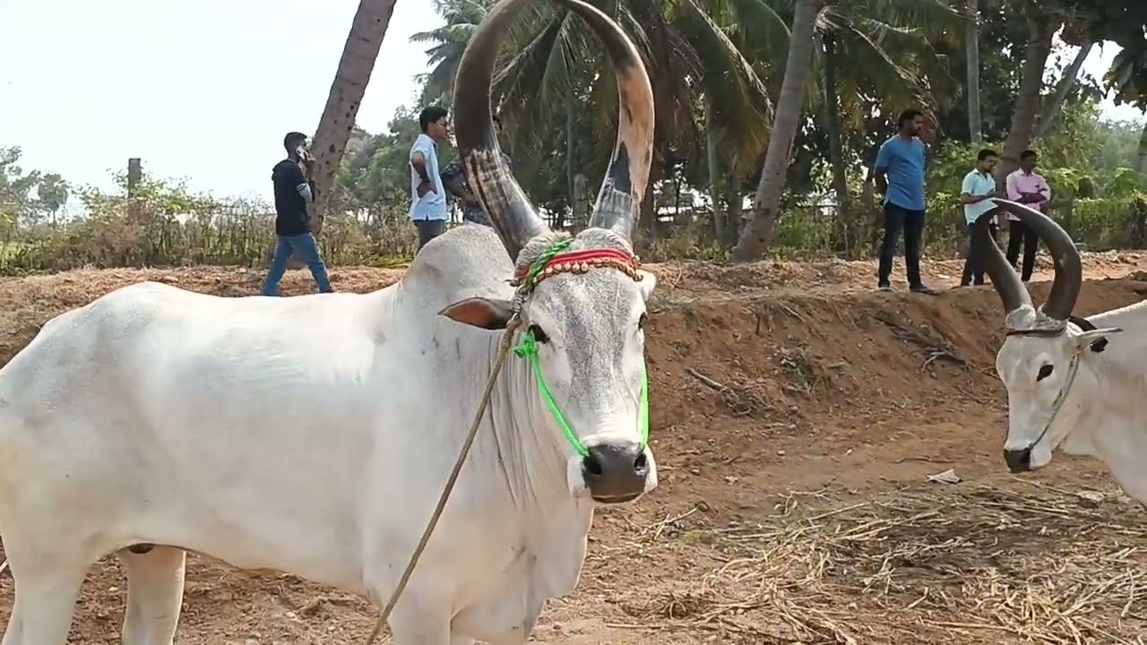 Rare Kangayam Cows & Bulls | பாரம்பரிய காங்கயம் வகை பெருமை | #kangayambull