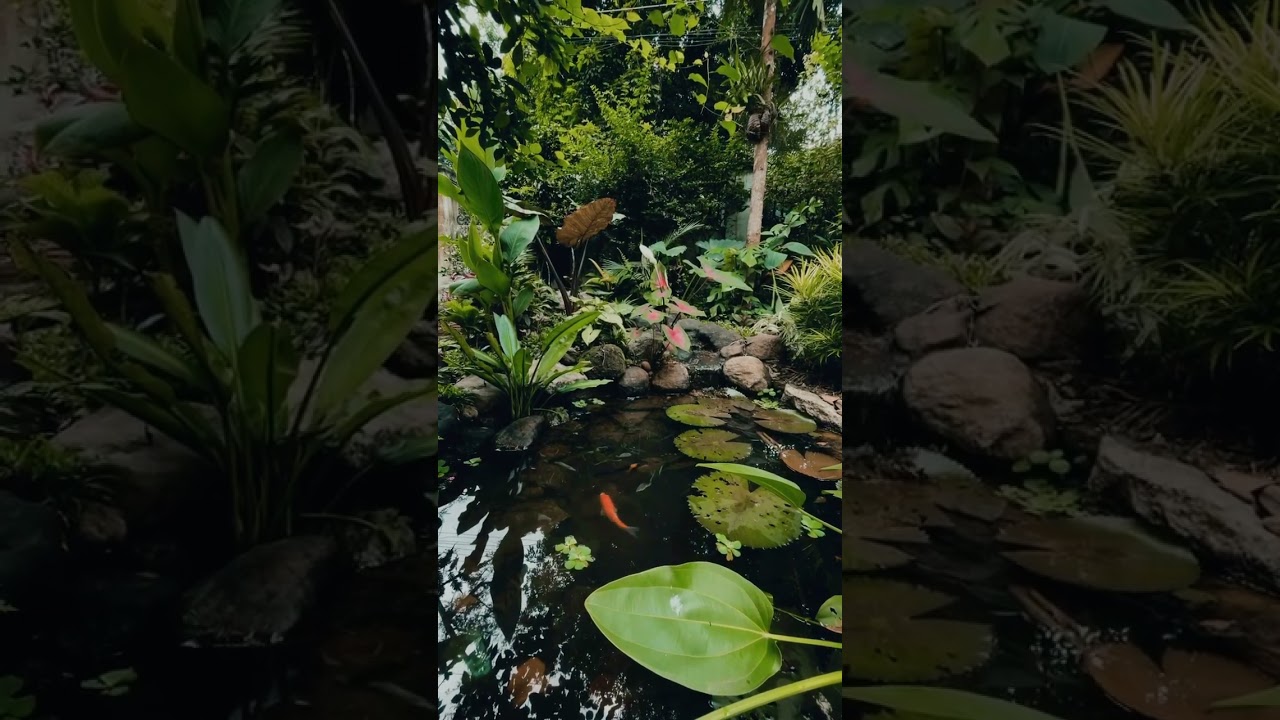 Natural pond landscape design