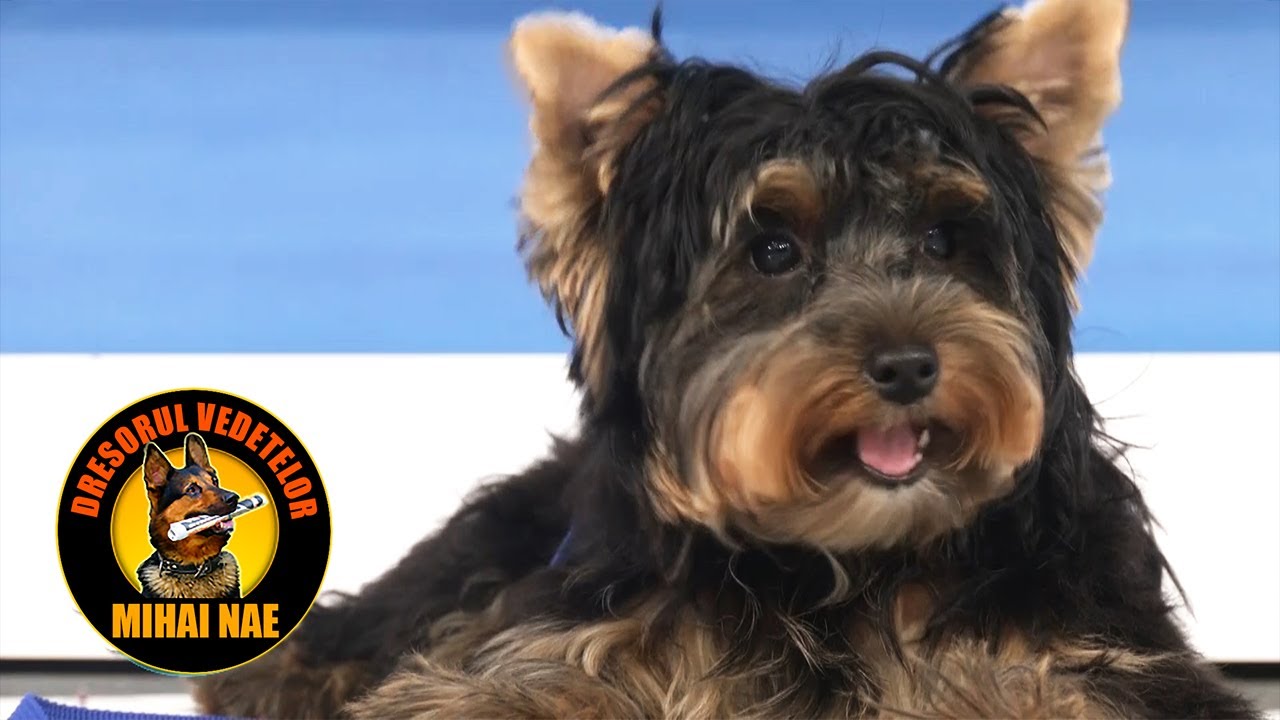 Mihai Nae @MetropolaTV | Dimineti cu Georgia - Educatie Yorkshire Terrier