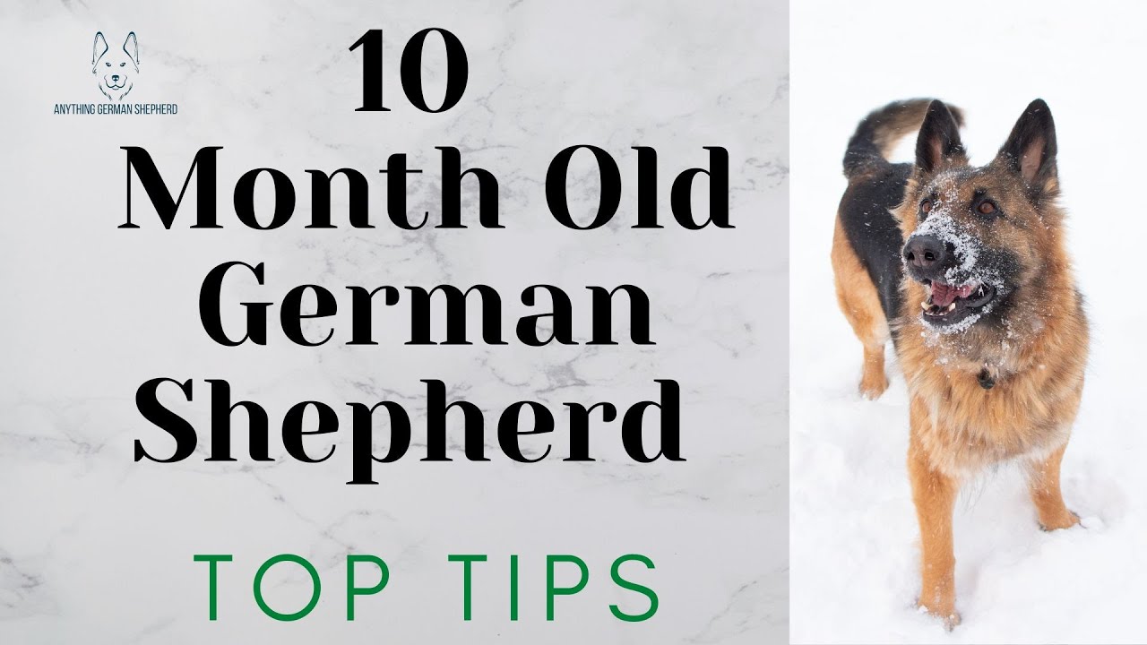 10 Month Old German Shepherd (Top Tips)