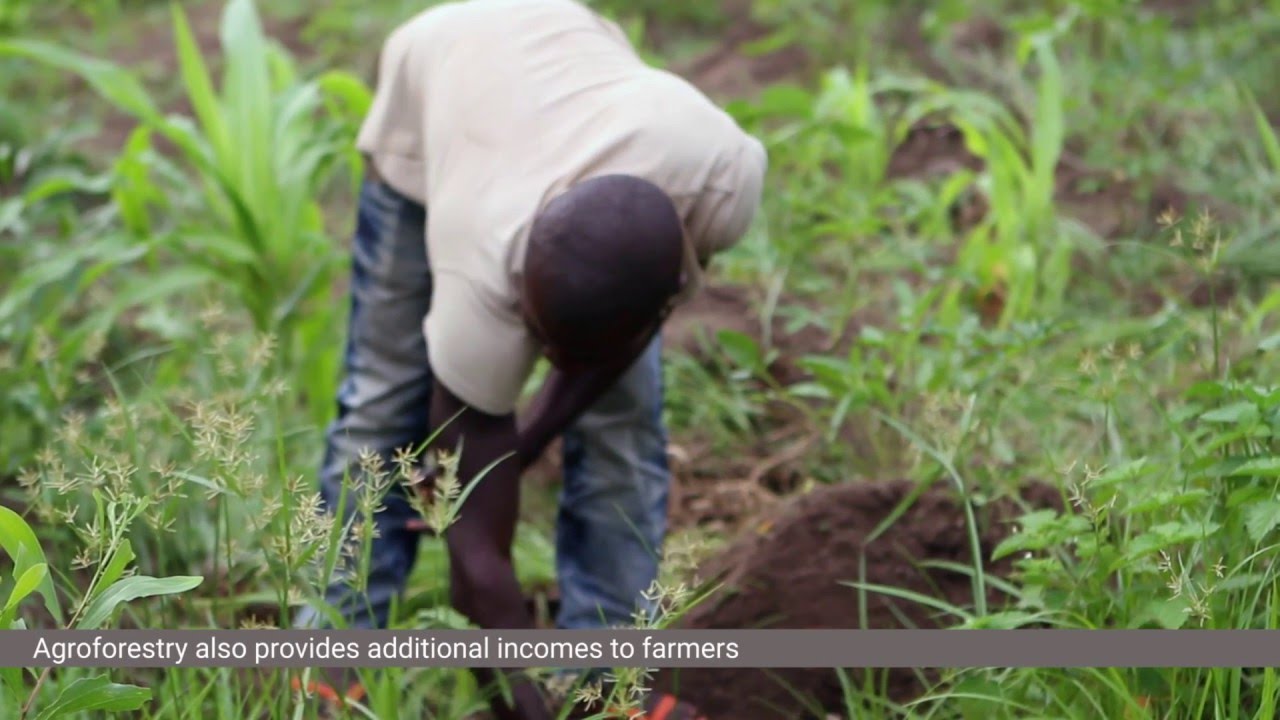 Agroforestry in the Lukaya River Basin, DR Congo