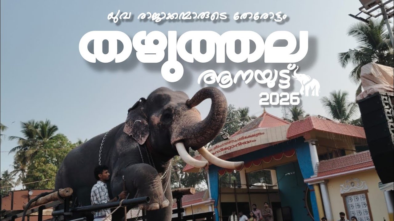 thazhuthala aanayootu 2026 | യുവ രാജാക്കന്മാരുടെ തേരോട്ടം🔥|thazhuthala ulsavam 2026 #thazhuthala 