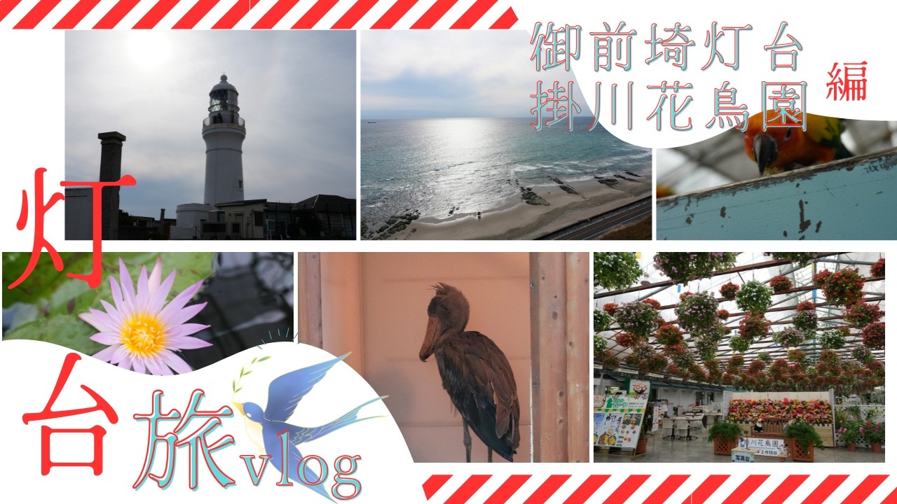 【御前埼灯台→掛川花鳥園】静岡県に行ったら鳥好きは避けて通れない！灯台も見て、掛川花鳥園も行く！無理ゲーに近い旅も終わります。１日で回るもんじゃないし、ご飯もちゃんと食べないと楽しめない事を知った日。