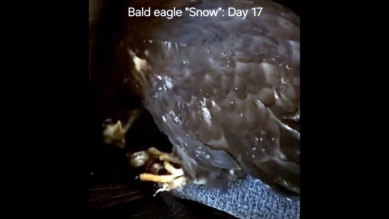 Today's Update on the injured Eaglet Snow ~ June19, 2026