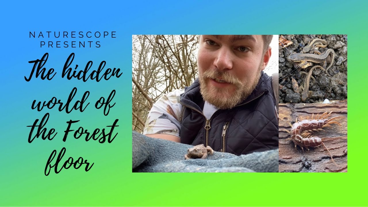 The HIDDEN World Of The Forest Floor | SECRET UK wildlife