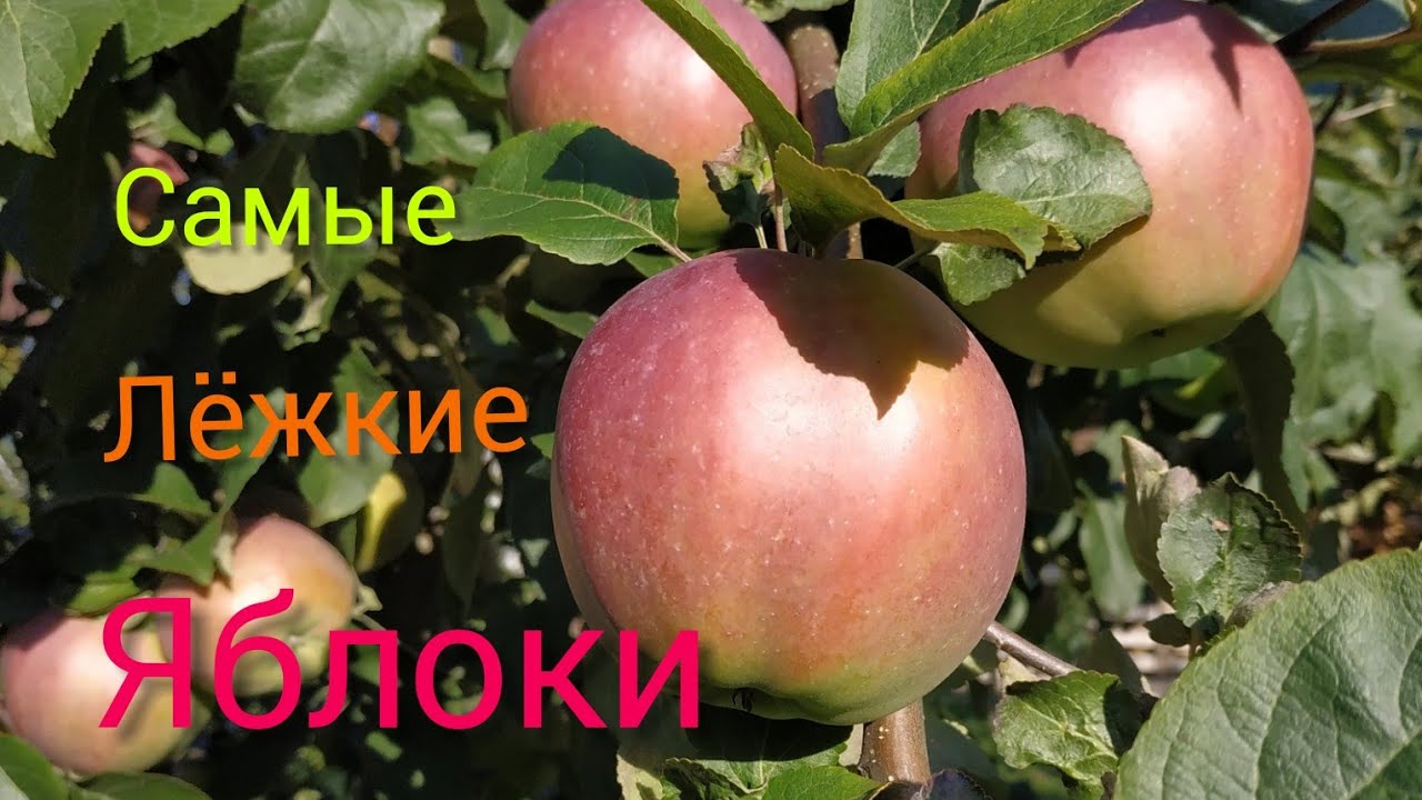 ЯБЛОНЯ АНТЕЙ (КРУПНЫЕ ЯБЛОКИ)
