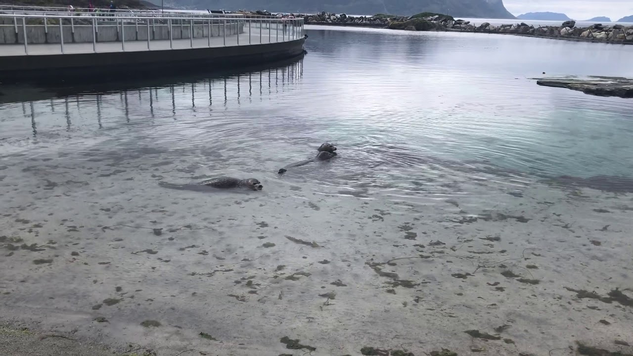 Atlanterhavsparken &Aring;lesund Seals