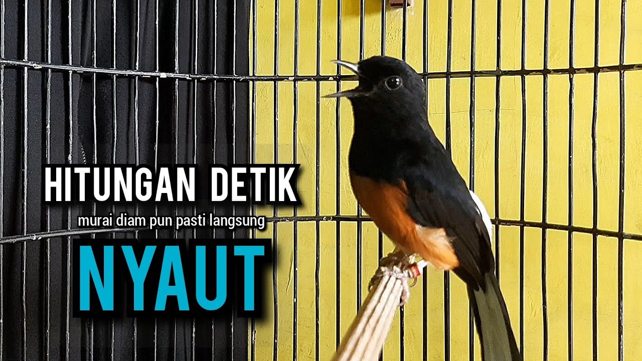 murai batu gacor AMPUH buat PANCINGAN murai batu agar bunyi JADIKAN burung murai gacor EMOSI NYAUT