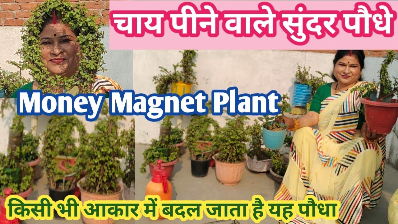 Money Magnet Plant..jade plant is Very beautiful plant for your garden it can take any animal shapes