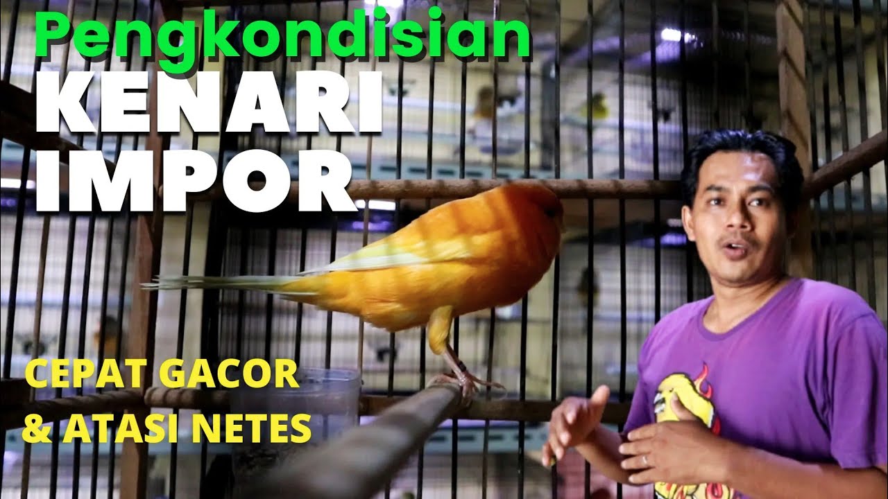 Importir Kenari Impor Beberkan Cara Pengkondisian Kenari Impor Yang Benar dan Atasi Kenari Netes