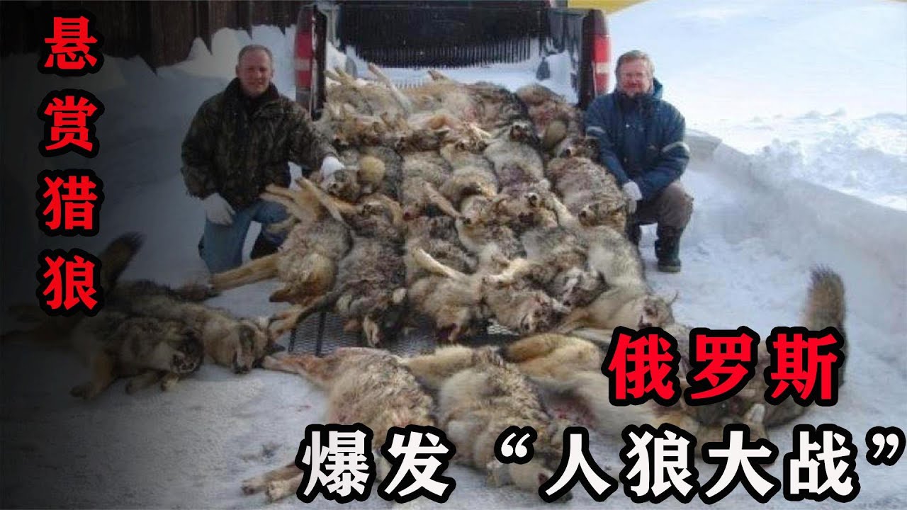 俄罗斯灰狼泛滥成灾，当地爆发&ldquo;人狼大战&rdquo;，狼群会入侵我国吗？