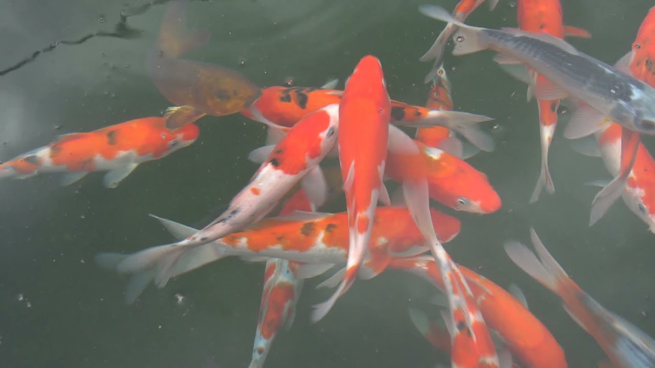 A visit to Japanese Water Gardens! A long-lasting koi dealer in the UK