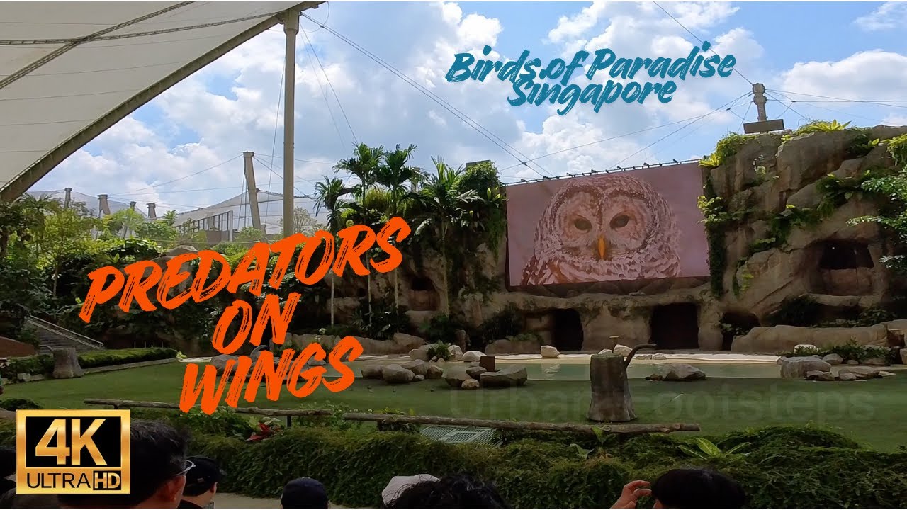 Bird Paradise Part 2 of 4 | Predators on Wings Show | Singapore | Mandai Park | Walking Video