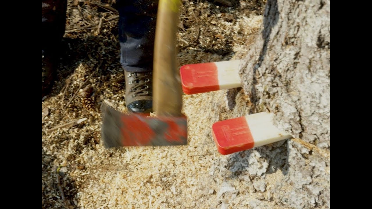 Manual Tree Falling - Wedging
