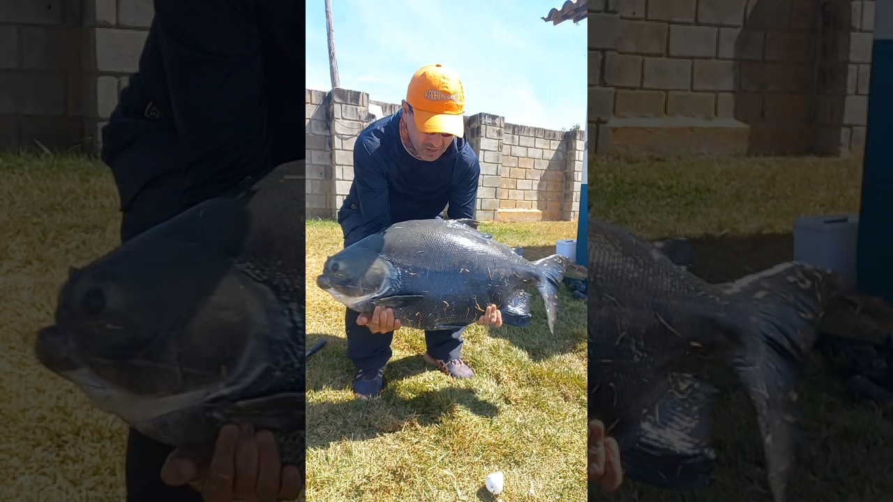 Tamba no P&atilde;o  #pescaria #clubedepesca #fishing