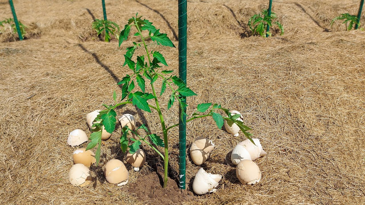PLANTARE ROȘII &Icirc;N GRĂDINĂ / ARACI DIN FIBRĂ DE STICLĂ / MULCIREA SOLULUI CU IARBĂ