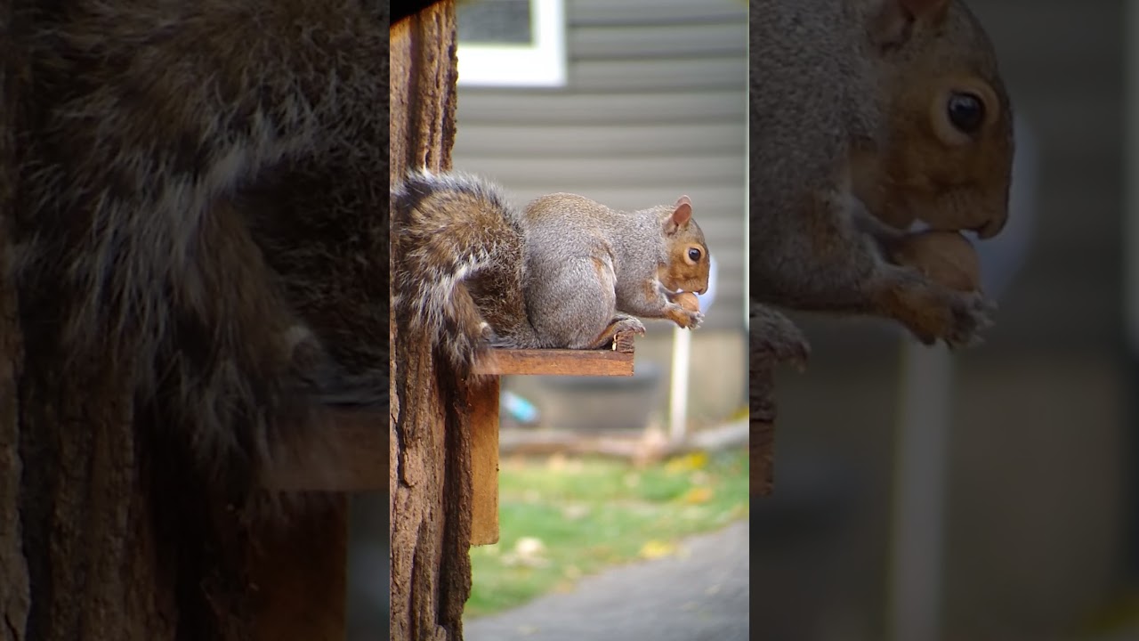 🐿️ squirrel cracking open the hickory