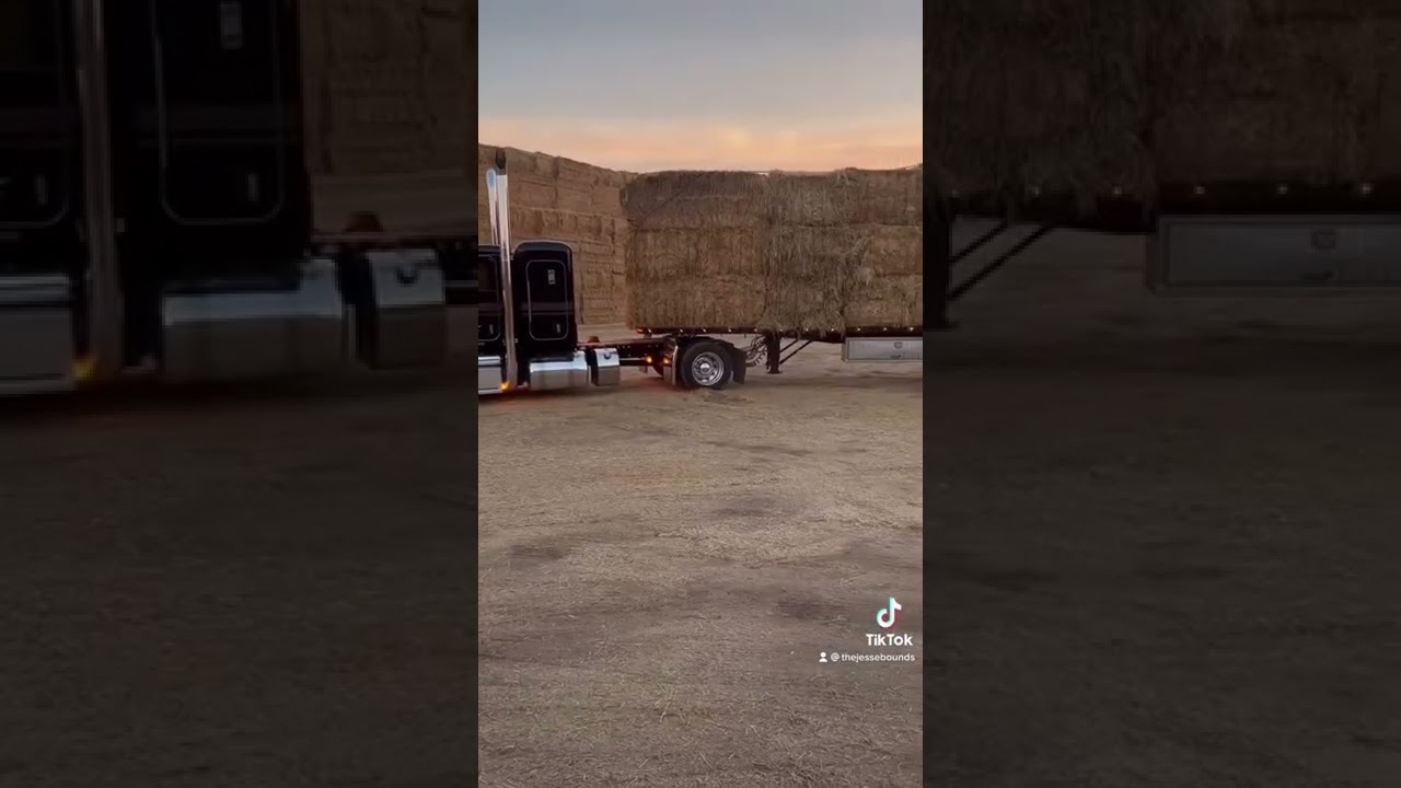Califonia Hay trucks loading in Oregon at Bounds Hay Company in Junction City, Oregon #peterbilt