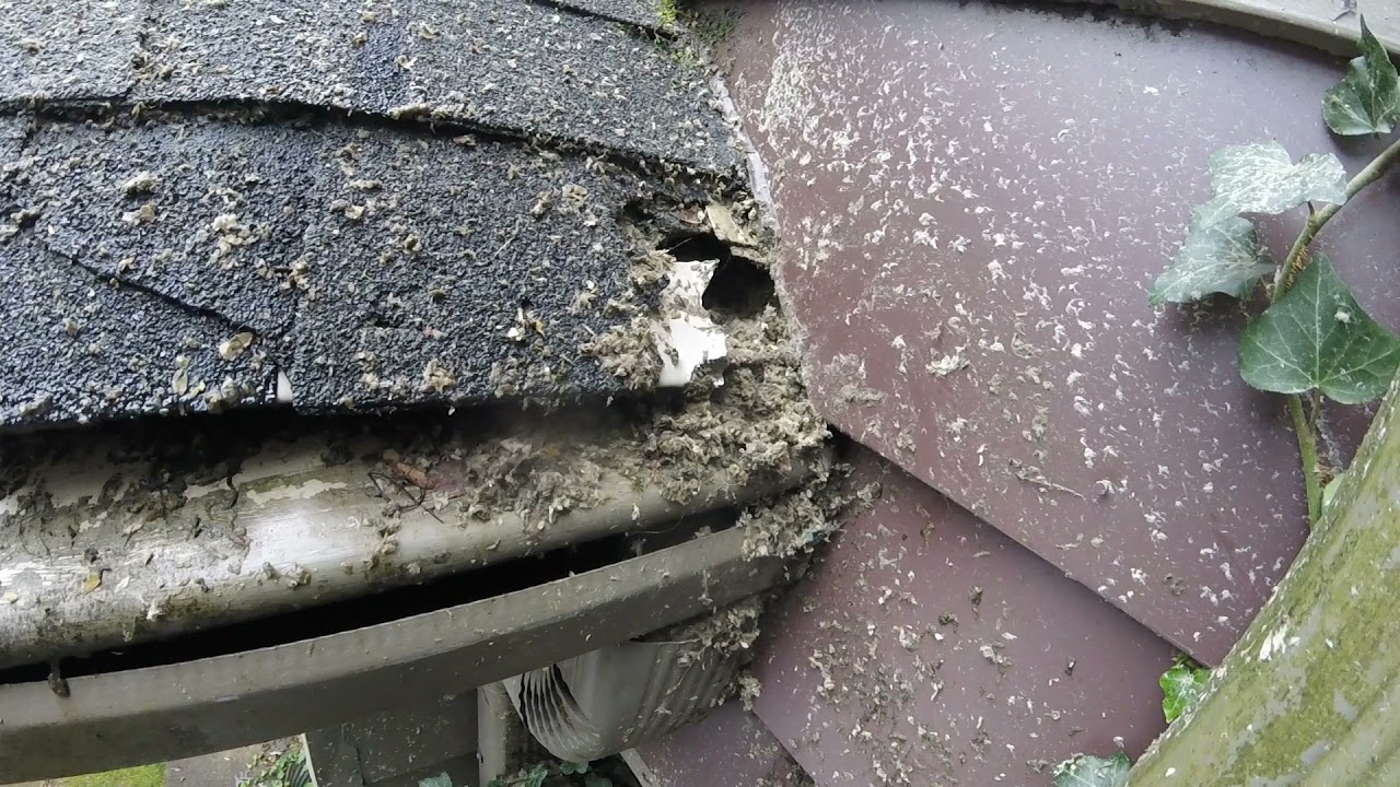 Insulation Marks the Spot : Finding Squirrel Entrance Easily