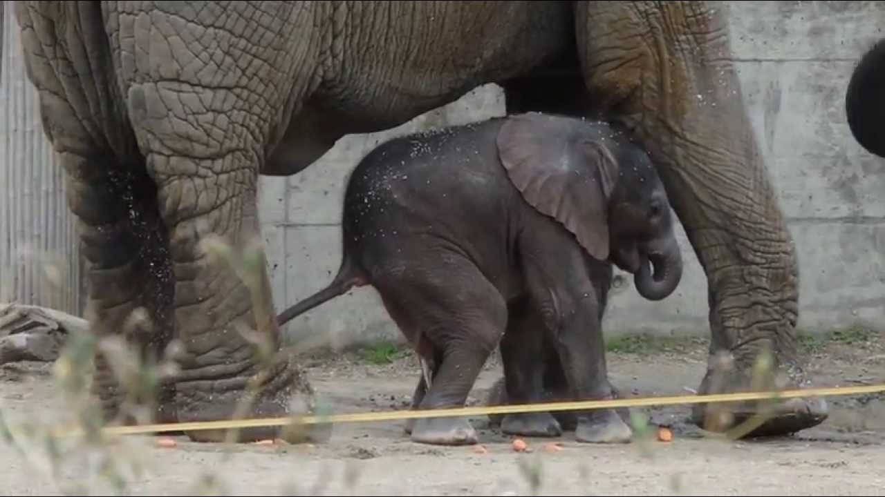 2013_09_20_Elefanten im Tierpark Schönbrunn Wien