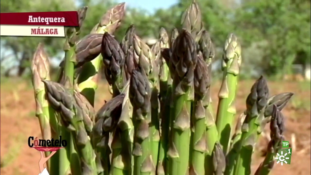 Cómetelo | Calamaritos en salsa con espárragos verdes