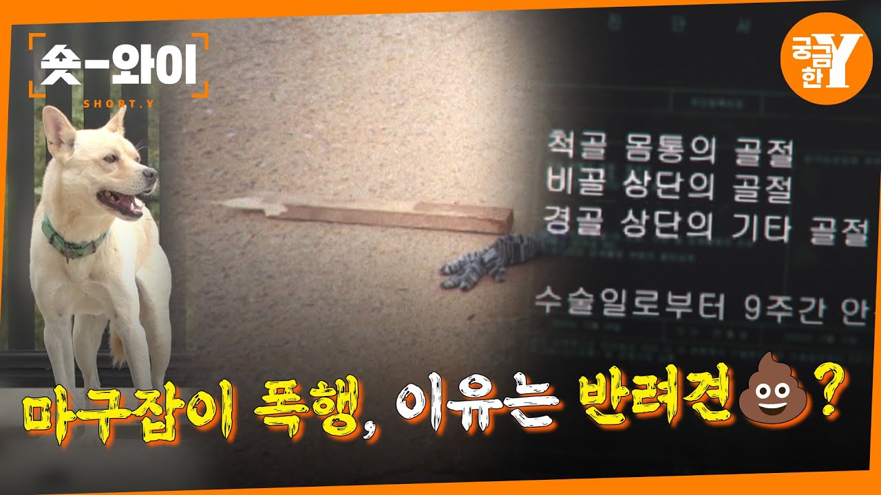 [Y 705회 요약] 전직 경찰의 각목 폭행 이유는 반려견 💩???  | 숏와이