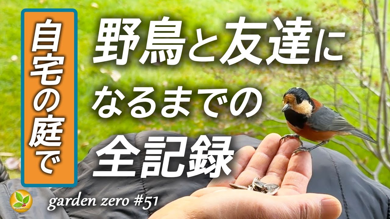 庭に飛んでくる野鳥が手に乗ってくれた！【達成までの全記録】