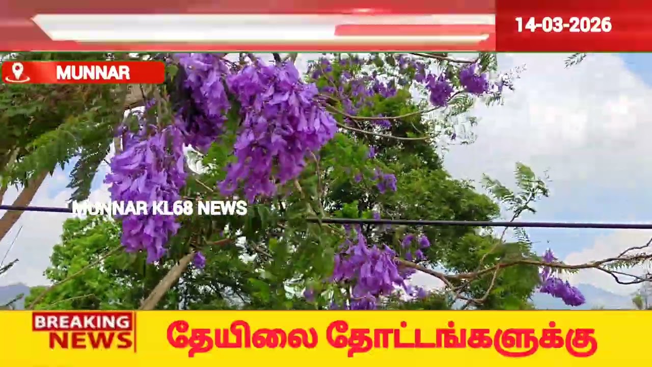 மூணாறில் சுற்றுலா பயணிகளை கவரும் ஜக்ராந்தா பூக்கள்!!!