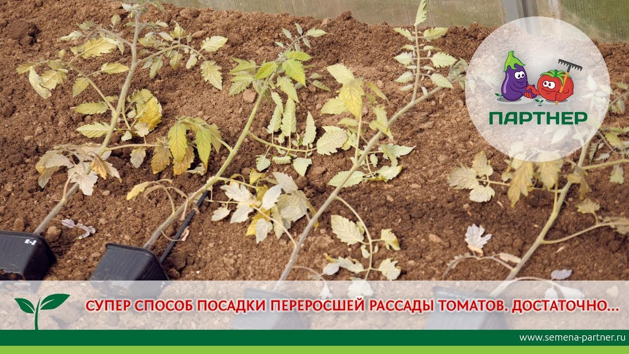 СУПЕРСПОСОБ ПОСАДКИ ПЕРЕРОСШЕЙ РАССАДЫ ТОМАТОВ