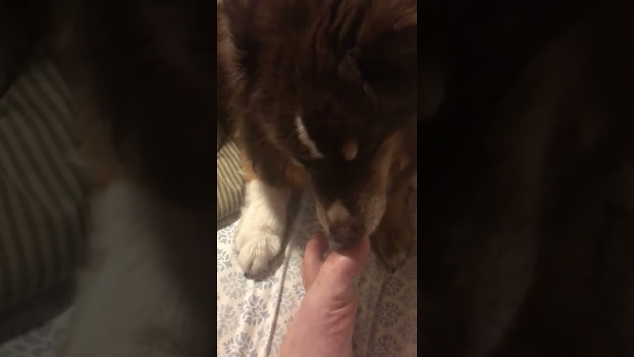 Dog biting toenail and licking feet for 10 mins. ASMR