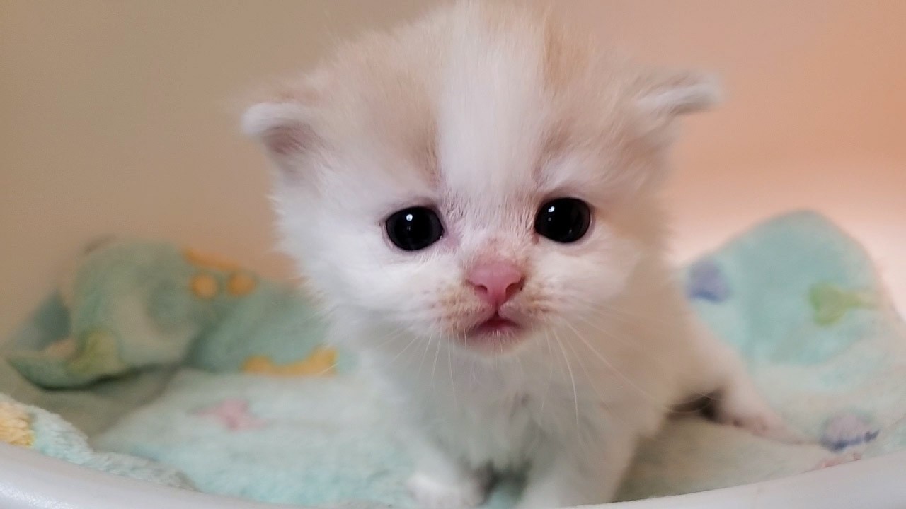 2月3日生まれのミヌエット
