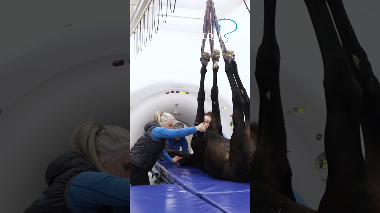 CT d’un poulain après une chute au pré