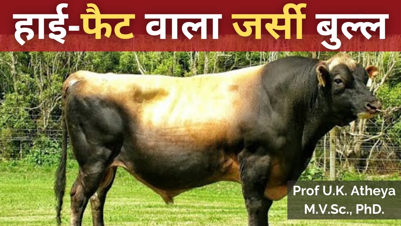 हाई-फैट वाले जर्सी बुल्ल के बारे में महत्वपूर्ण जानकारी | All About High Milk Fat Jersey Bull