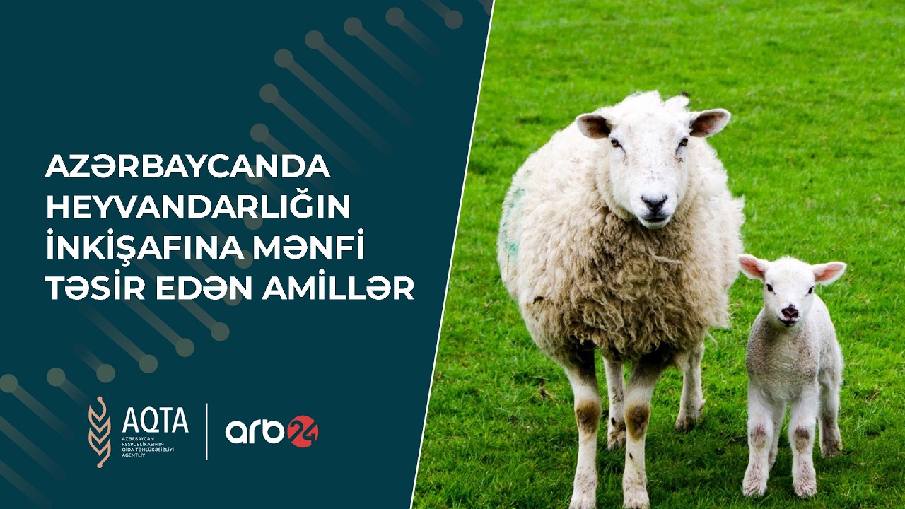 Azərbaycanda heyvandarlığın inkişafına mənfi təsir edən amillər - ARB24