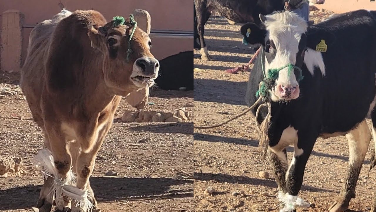 سوق العجول والأبقار في قلعة مكونة 🐂 جولة حية في قلب الأطلس الكبير