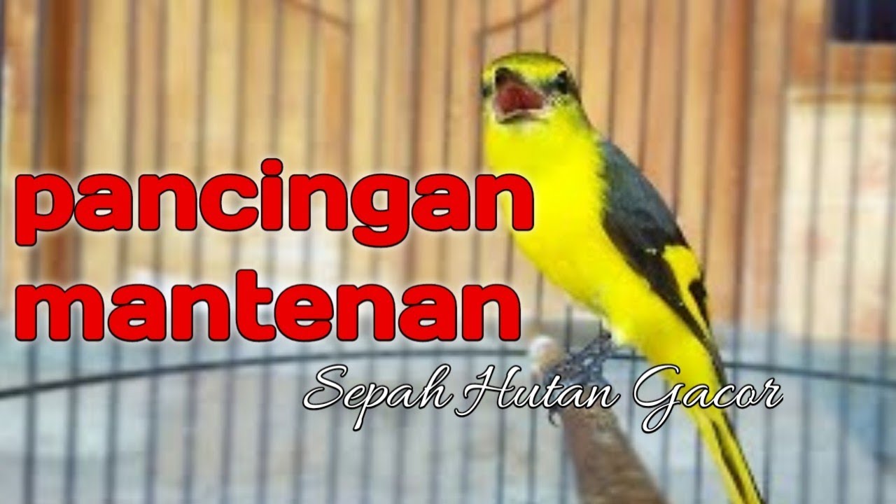 MASTERAN BURUNG TEMBAKAN MANTENAN GUNUNG PANJANG + JEDA