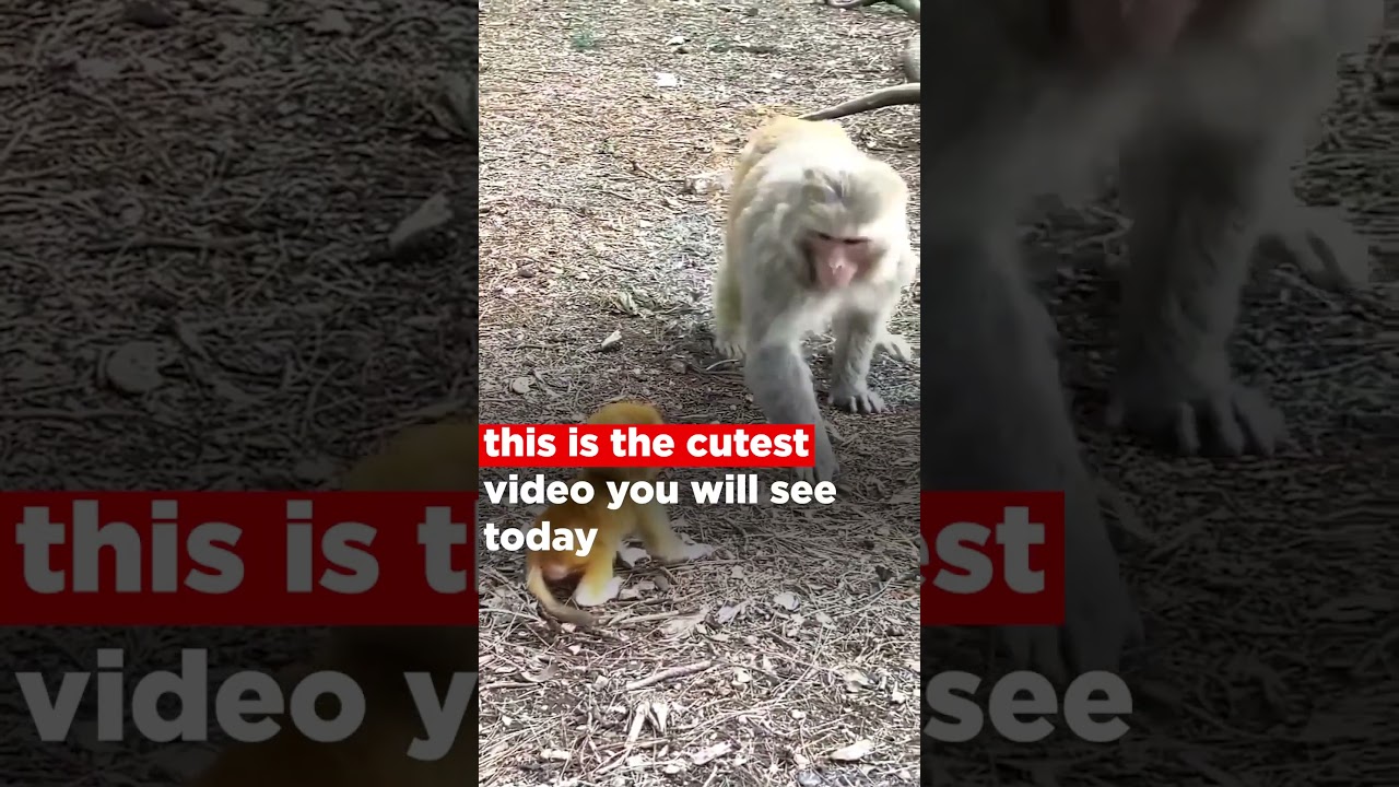 #WATCH:Mother monkey teaches her baby to walk