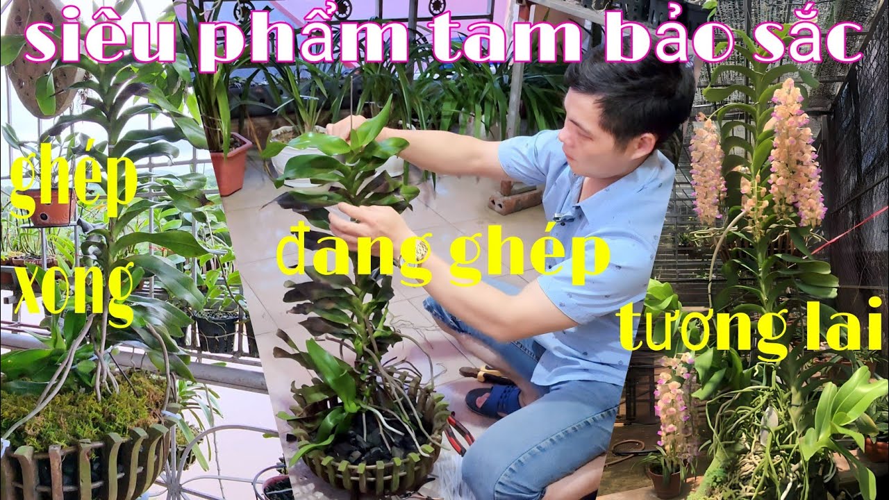 Làm siêu phẩm tam bảo sắc trồng đứng, cách ghép tam bảo sắc vào chậu | phong lan rừng phúc vân
